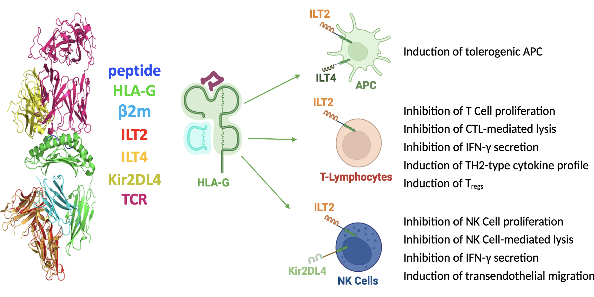 HLA-G and receptors